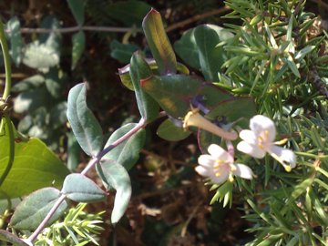 Trai ginepri nel parco del Circeo - Lonicera sp.